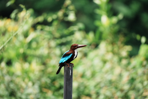 White-throated Kingfisher