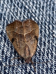 Galgula