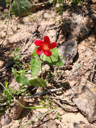 Heart Leaf Hibiscus
