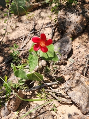 Hibiscus martianus, photograph (c) Jackie T, some rights reserved (CC BY)