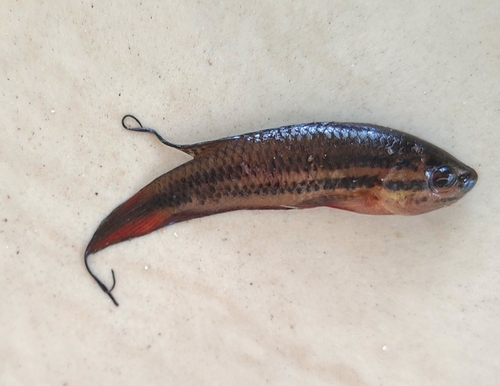 Spiketail paradisefish (Pseudosphromenus dayi) — Osphronemidae — 3