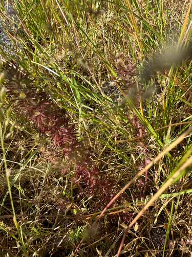 Triphysaria pusilla, photograph 3