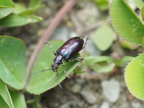 Frost's reed beetle photo 5