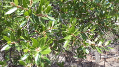 Quercus eduardii