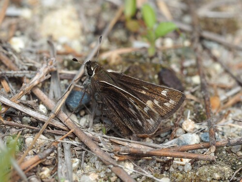 Cobweb Skipper photo 3