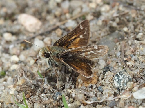 Cobweb Skipper photo 4