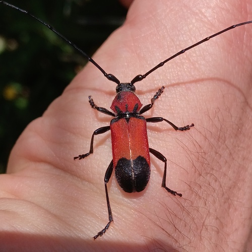 Purpuricenus desfontainii