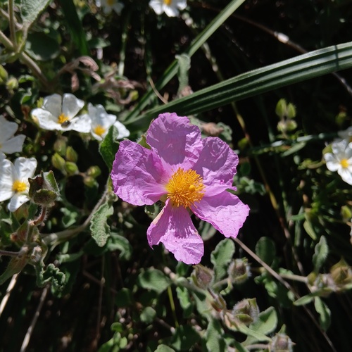 Hoary Rock-rose
