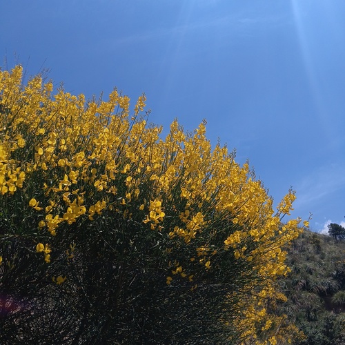 Spanish Broom