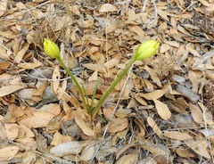 Zephyranthes longifolia