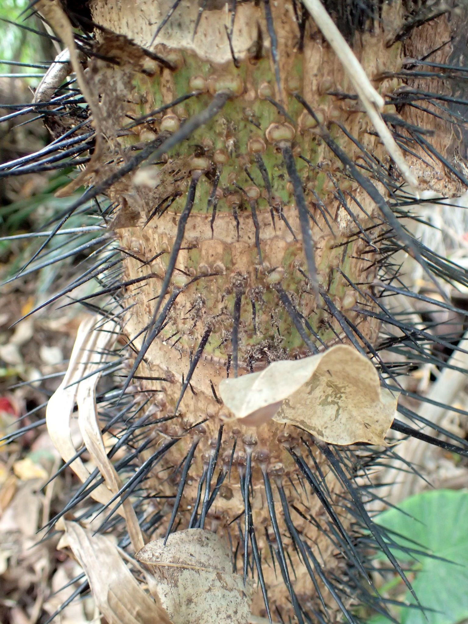 Aiphanes minima