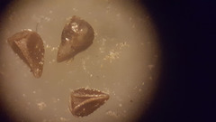 Johnstonella micromeres