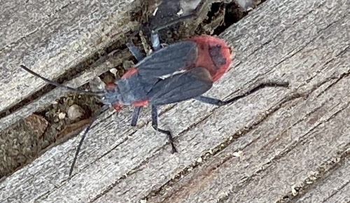 iNaturalist observation photo of Red-shouldered Bug