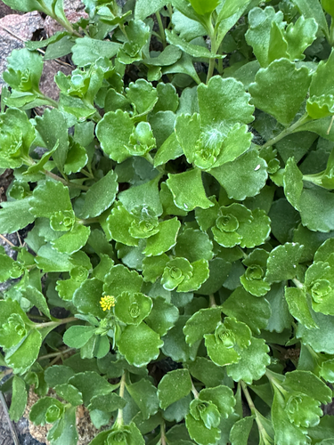 Phedimus spurius 'Album'