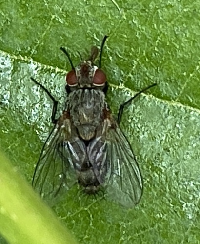 iNaturalist observation photo of Flies