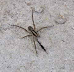 Camptocosa parallela