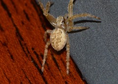 Larinioides sclopetarius