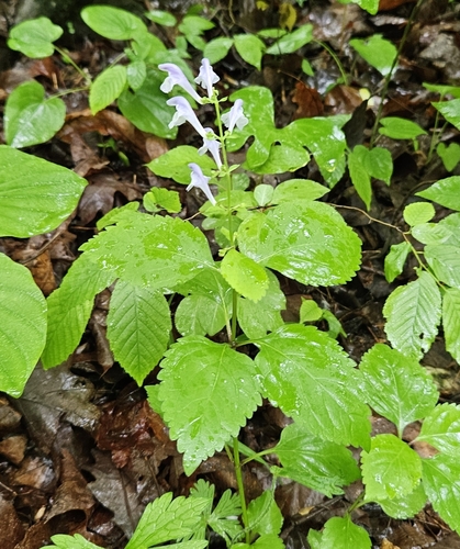 Scutellaria serrata, photograph 6