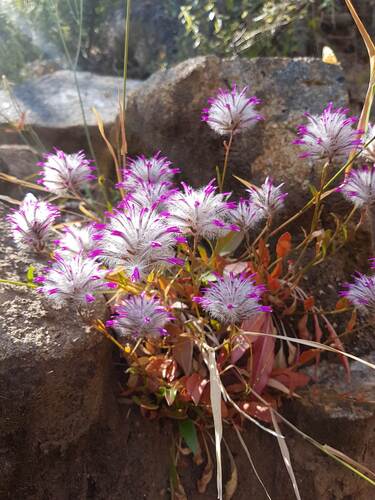 Ptilotus manglesii, photograph 6
