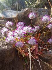 Ptilotus manglesii, photograph (c) Carmon, some rights reserved (CC BY-SA)