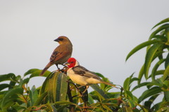 Agelaioides fringillarius
