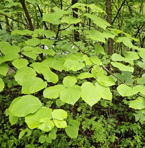 Witch Hazel