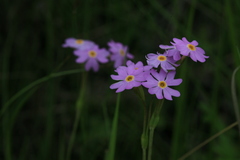 Primula nutans