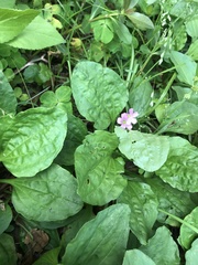 Oxalis debilis