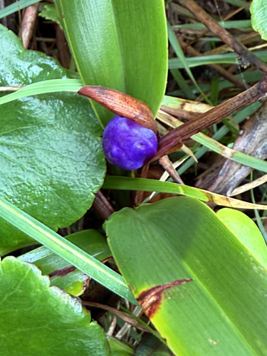 Dianella congesta, 2026-05-27