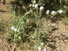 Cryptantha muricata