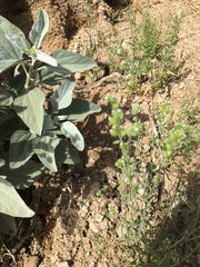 Cryptantha pterocarya