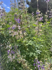 Lupinus rivularis, photograph (c) Cricket Raspet, some rights reserved (CC BY)