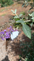 Belenois java