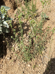 Cryptantha pterocarya