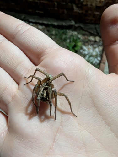 Field Wolf Spider