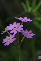 Primula nutans