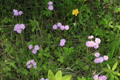 Primula nutans