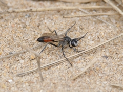Podalonia tydei suspiciosa