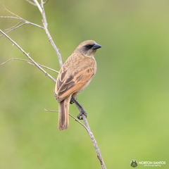 Agelaioides fringillarius
