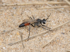 Podalonia tydei suspiciosa
