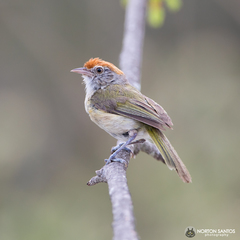 Hylophilus amaurocephalus