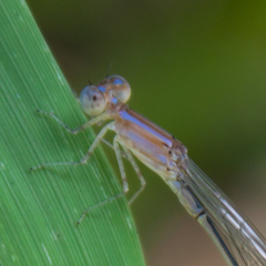 Aciagrion hisopa