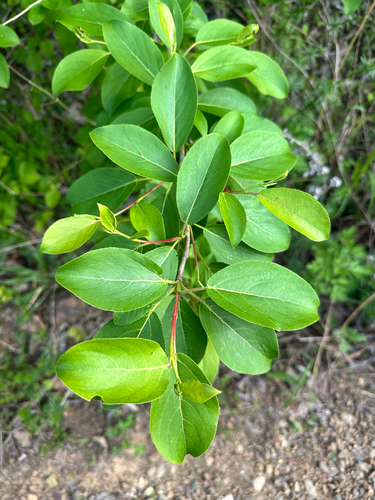 Populus suaveolens, photograph 6