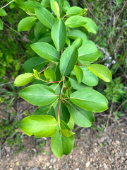 Populus suaveolens, photograph (c) Tatyana Petrenko, some rights reserved (CC BY)