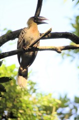 Buceros hydrocorax hydrocorax