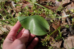 Fritillaria brandegeei