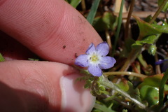 Nemophila pulchella