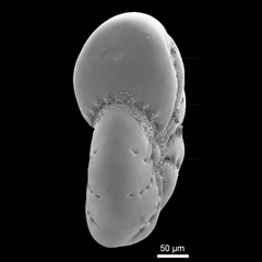 Elphidium advenum