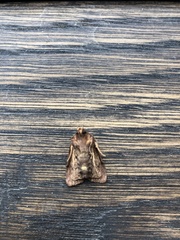 Austramathes purpurea