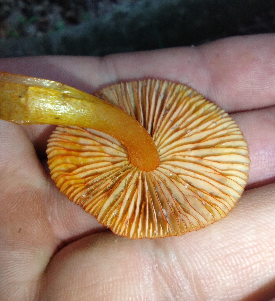 orange mycena · May 2026 · photo: Photo: no rights reserved · iNaturalist